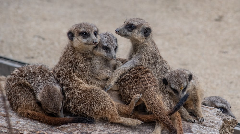 Erdmännchen in der Lewa Savanne des Zoo Zürich (2020).