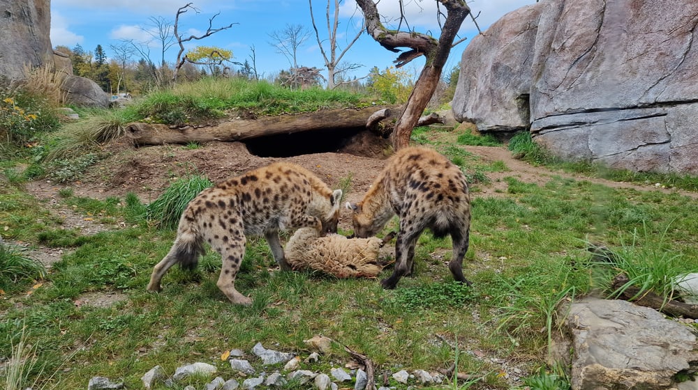 Die Tüpfelhyänen in der Lewa Savanne des Zoo Zürich mit einem toten Schaf.