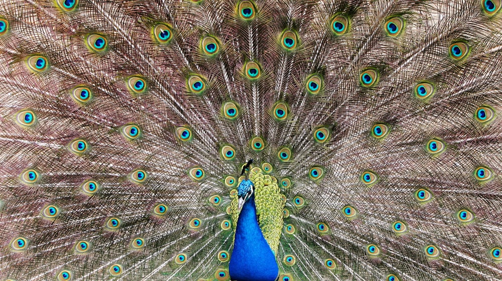 Radschlagender Blauer Pfau im Zoo Zürich.