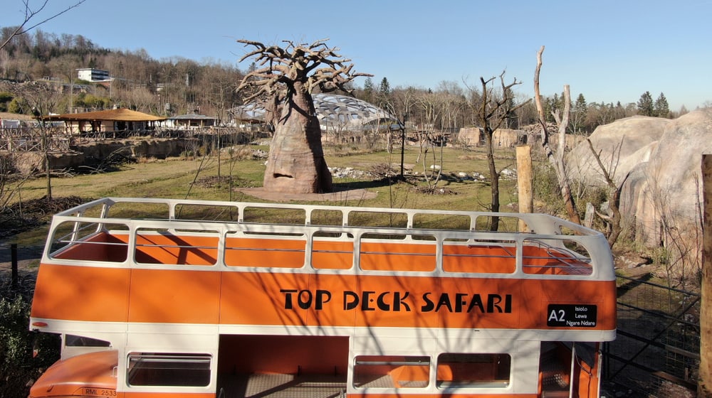 Safaribus in der Lewa Savanne im Zoo Zürich.