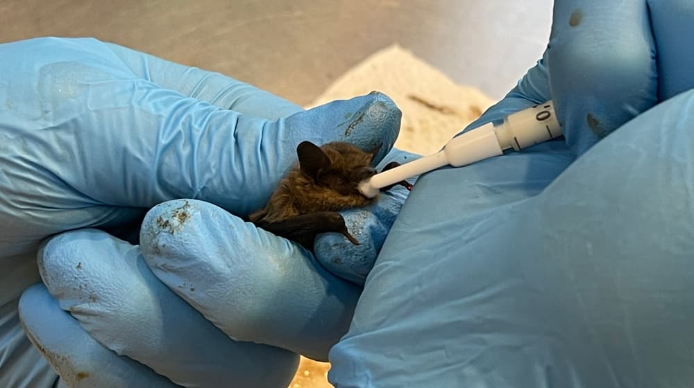 Fütterung einer Zwergfledermaus in der Fledermaus-Notpflegestation.