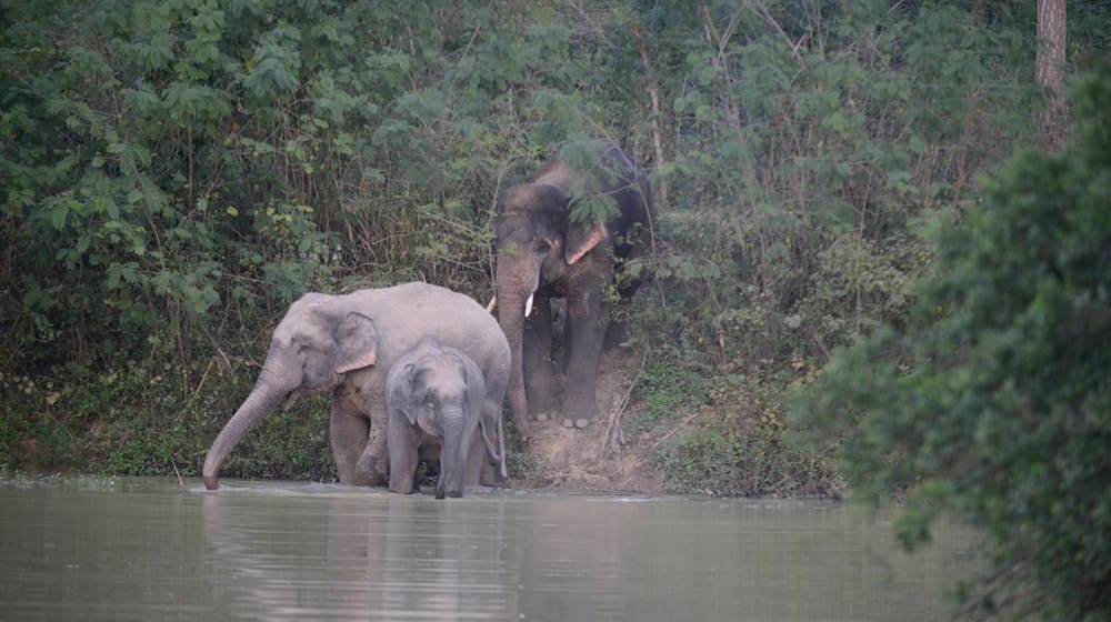 Elefant