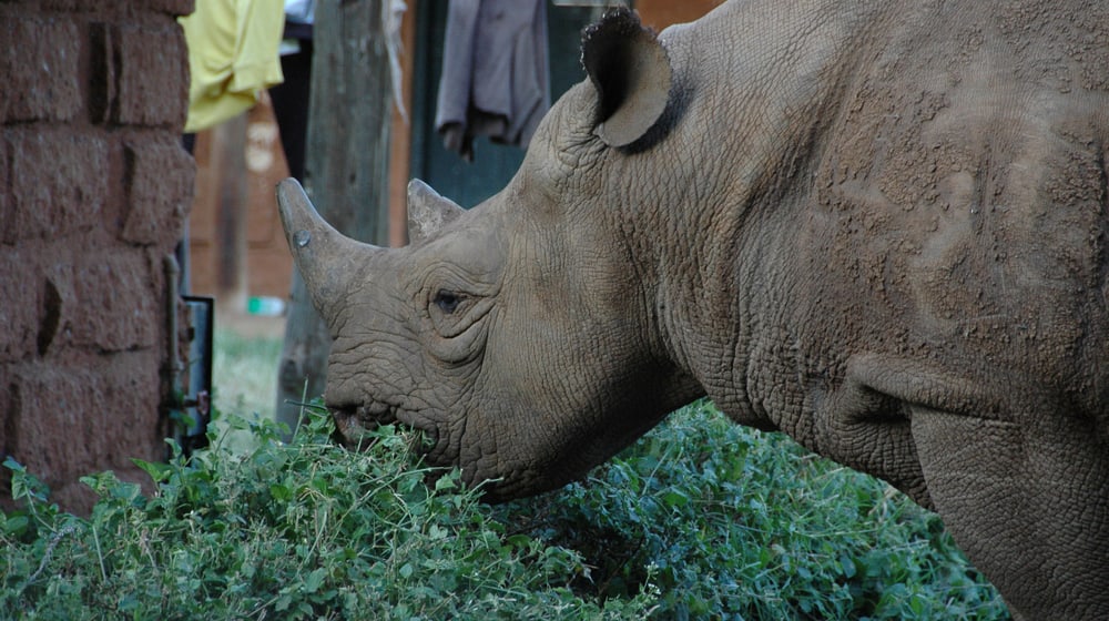 Spitzmaulnashorn im Lewa Wildlife Conservancy in Kenia.