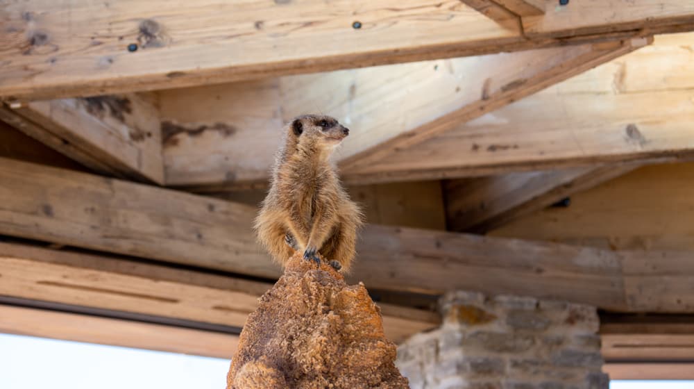Erdmännchen in der Innenanlage, Lewa Savanne Stand Februar 2020.