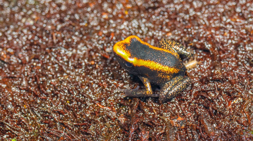 Juveniler (nicht ausgewachsener) Goldener Pfeilgiftfrosch (Phyllobates terribilis).