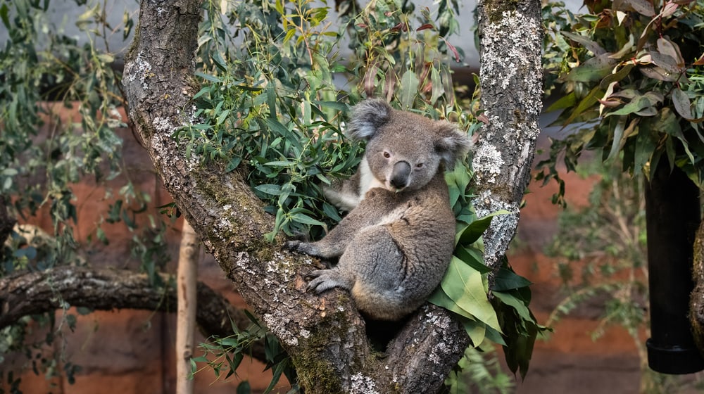 Koala in der Australienanlage im Zoo Zürich.