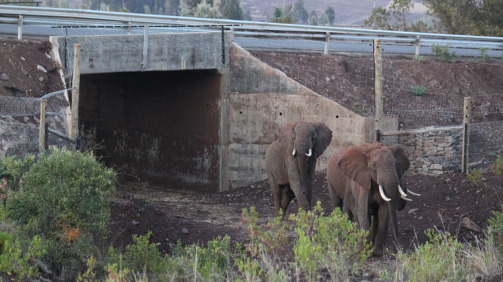 Elefanten-Korridor in Kenia.