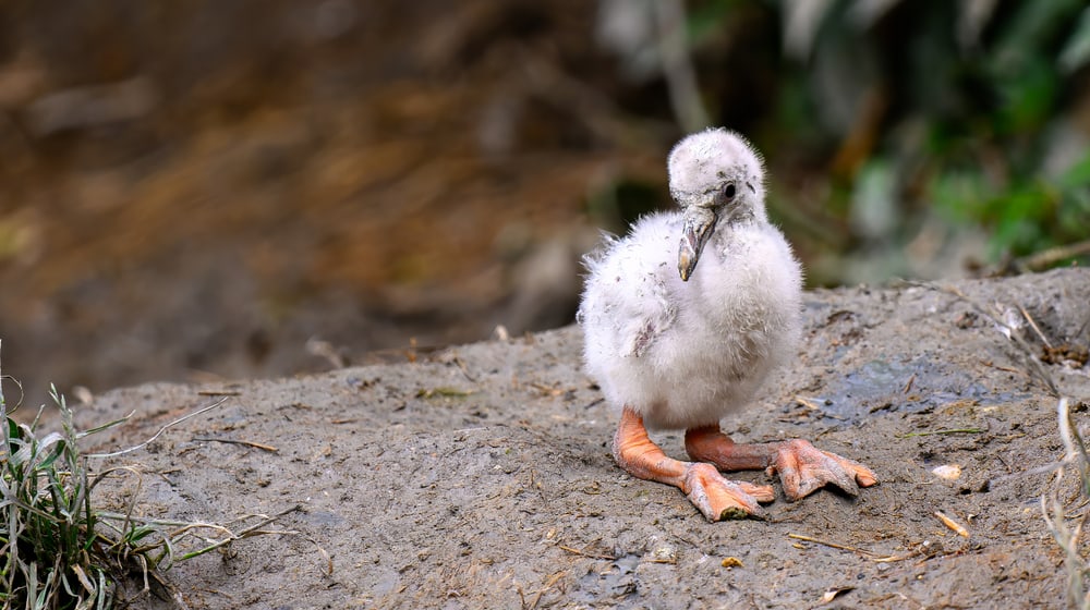 Junger Flamingo im Pantanal des Zoo Zürich.