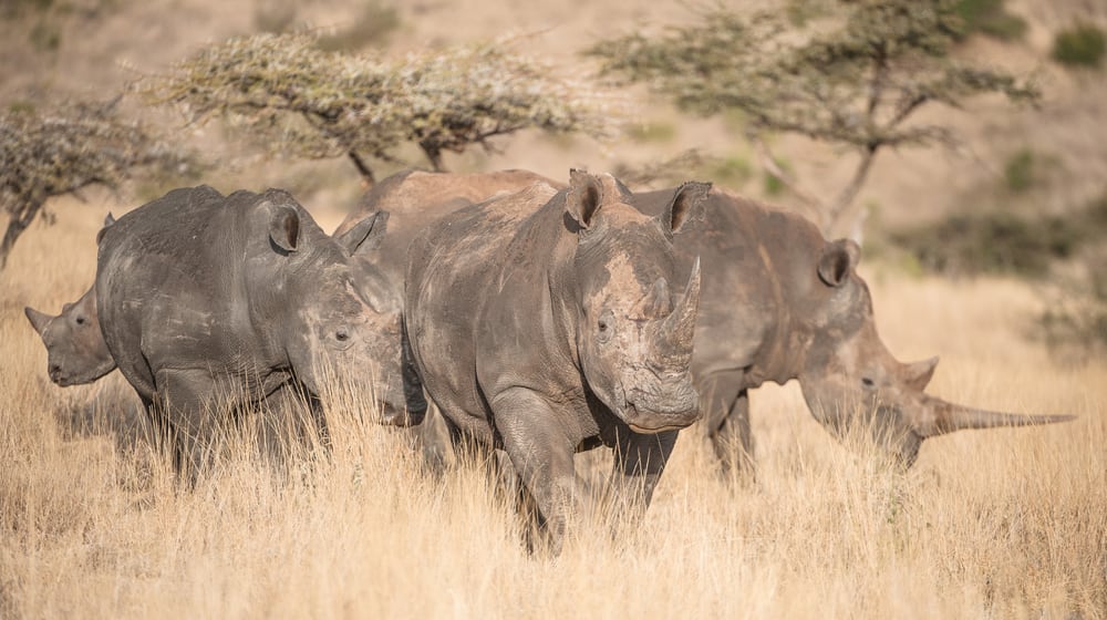 Breitmaulnashörner im Lewa Wildlife Conservancy in Kenia.