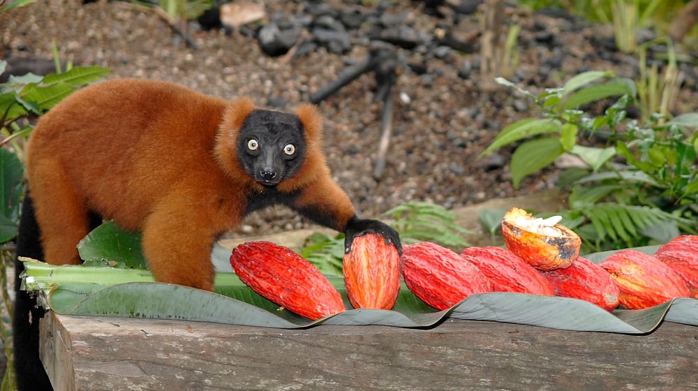Roter Vari im Masoala Regenwald im Zoo Zürich