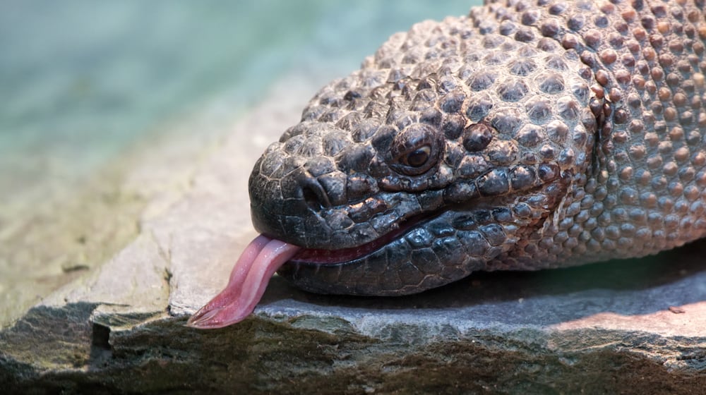 Skorpions-Krustenechse im Exotarium des Zoo Zürich.