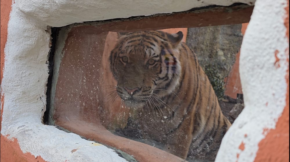 Amurtiger Akim im neuen Grosskatzen-Lebensraum Panthera im Zoo Zürich.