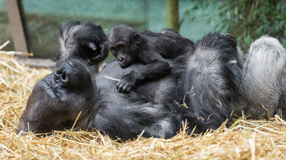 Westliche Flachlandgorillas N'Gola und Mahiri (Jungtier) im Zoo Zürich.