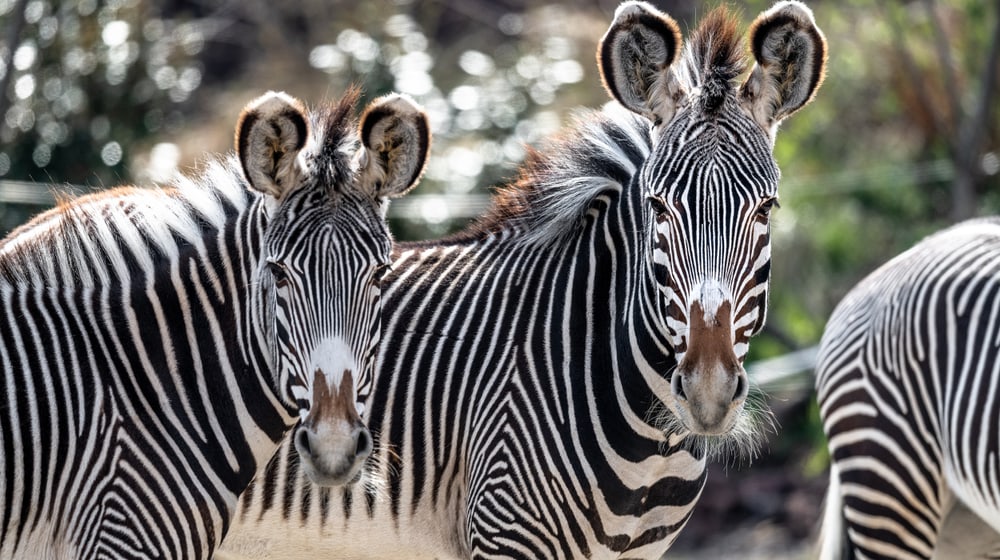 Grevyzebras in der Lewa Savanne.