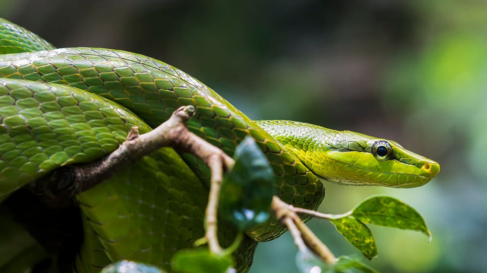 Spitzkopfnatter im Zoo Zürich