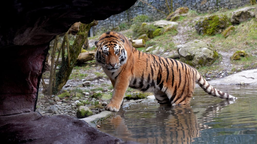 Amutiger Sayan im Zoo Zürich.