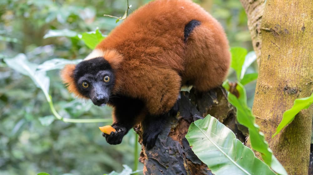 Roter Vari im Masoala Regenwald des Zoo Zürich