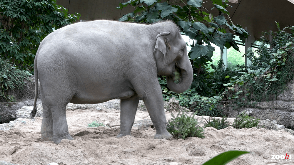 Christbaumverfüttern 2021/2022, Asiatischer Elefant.