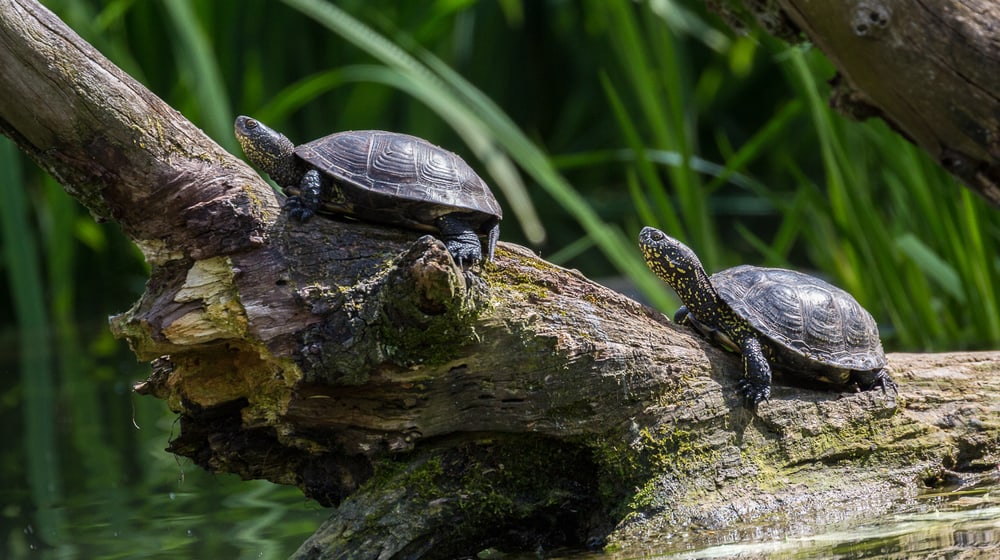 Europäische Sumpfschildkröte