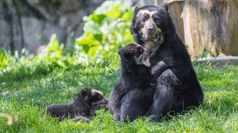 Brillenbären-Zwillinge im Zoo Zürich