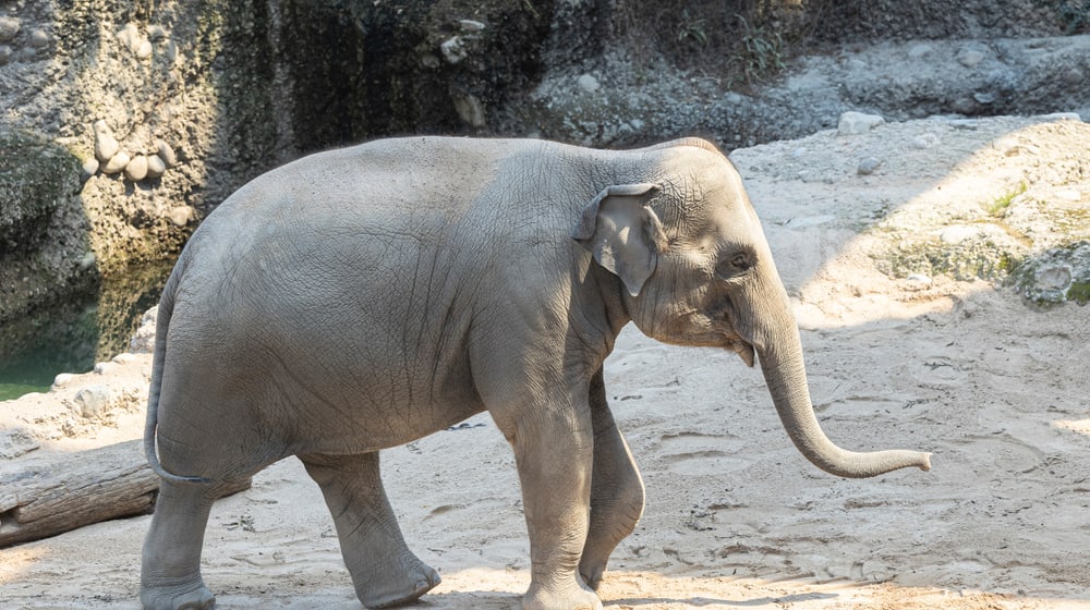 Asiatischer Elefant Ruwani im Kaeng Krachan Elefantenpark des Zoo Zürich.