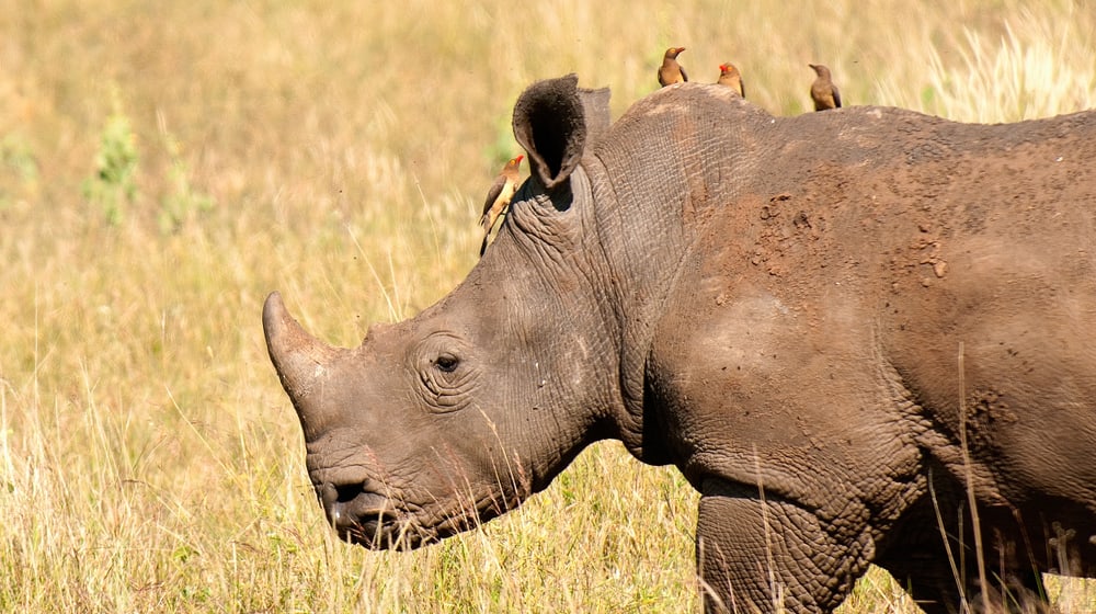 Östliches Spitzmaulnashorn im Lewa Wildlife Conservancy in Kenia.