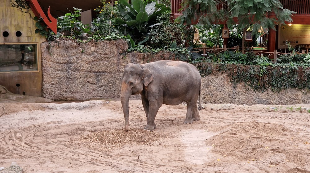 Asiatischer Elefant Panang in der Innenanlage des Kaeng Krachan Elefantenparks im Zoo Zürich.