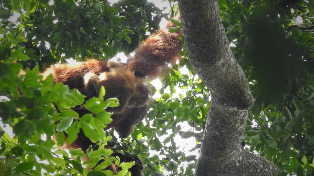 Sumatra-Orang-Utans Edelweiss (Mutter) und Eja in Jantho, Sumatra.