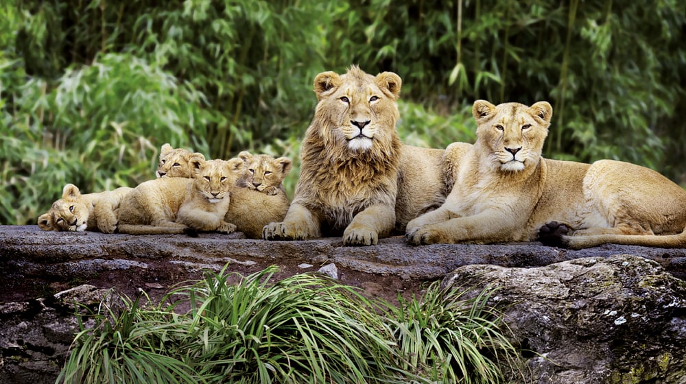 Indische Löwen im Zoo Zürich.