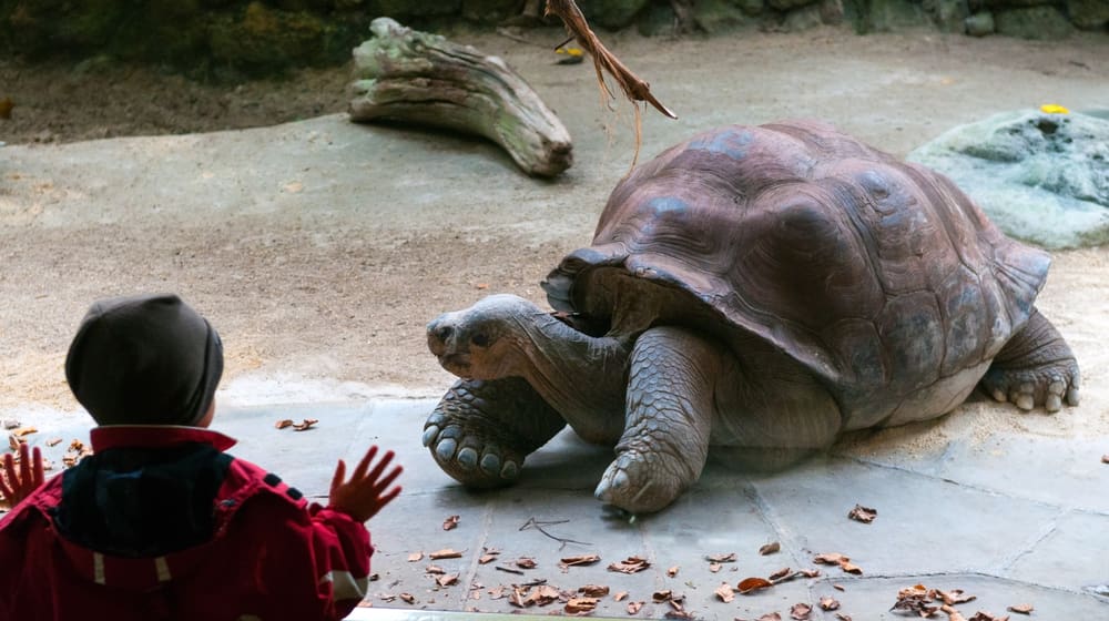 Kind betrachtet in der Forscherhütte eine Galapagos-Riesenschildkröte.