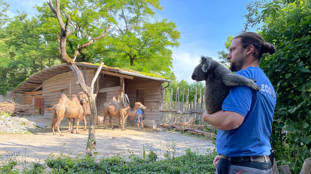 Tierpfleger Philipp Lederle macht einen Spaziergang durch den Zoo mit Koala Uki.