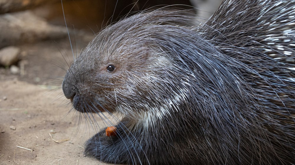 Stachelschwein in der Lewa Savanne des Zoo Zürich.