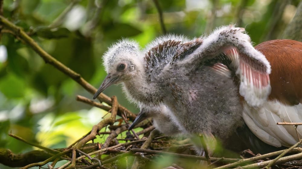 Mähnenibisküken im Masoala Regenwald des Zoo Zürich.