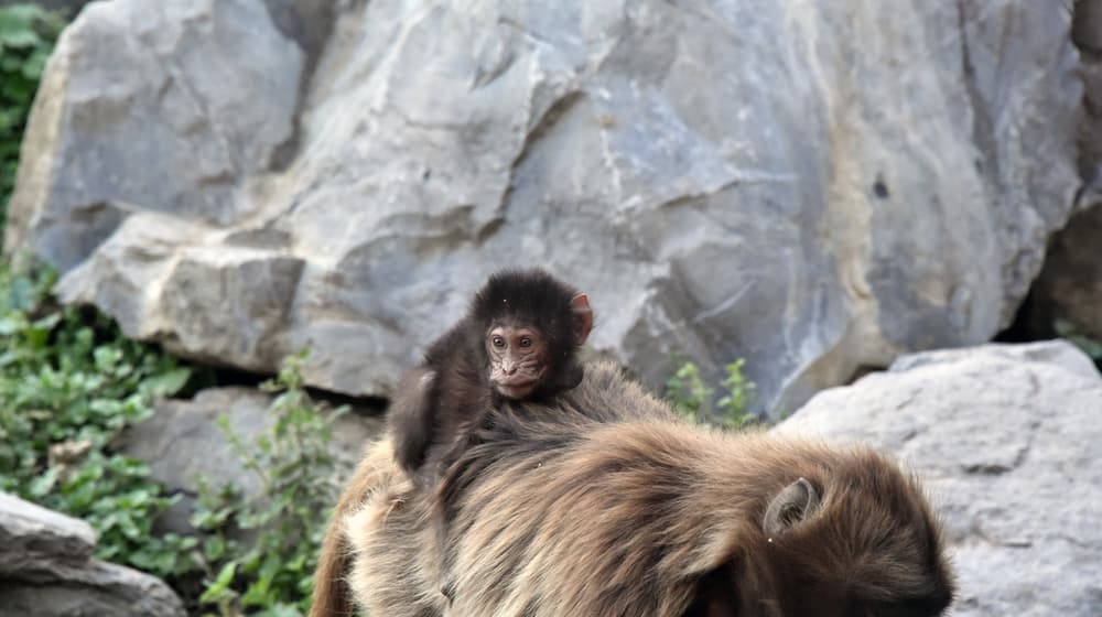 Junger Dschelada im Zoo Zürich.