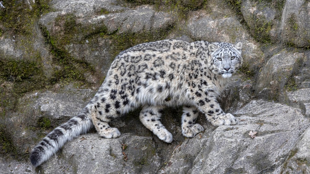 Schneeleopardenweibchen Wajra im März 2023 im Zoo Zürich.