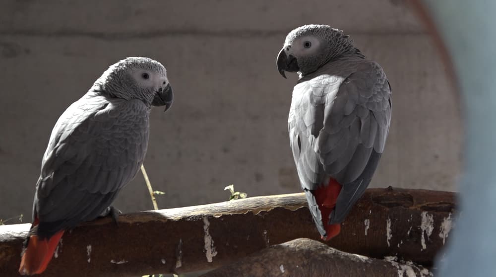 Graupapageien im Zoo Zürich.