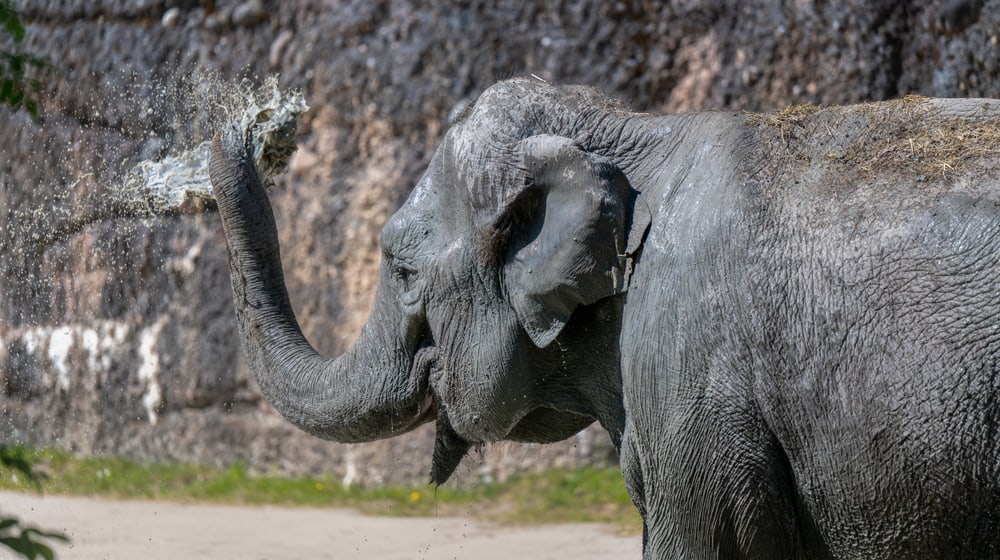 Asiatischer Elefant Panang im Kaeng Krachan Elefantenpark des Zoo Zürich.