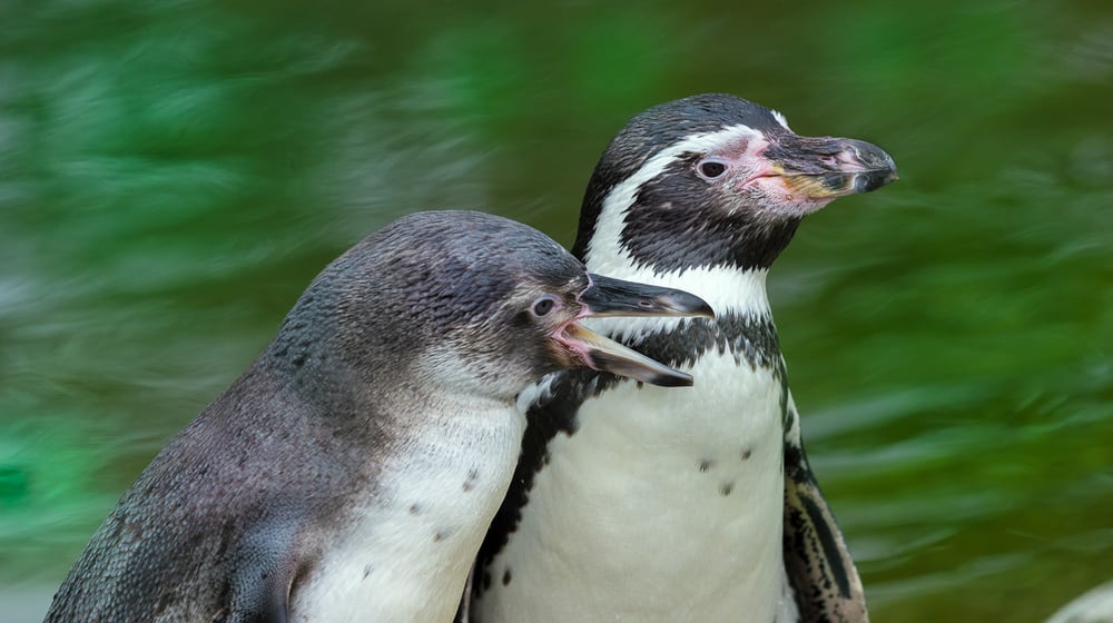 Humboldtpinguine im Zoo Zürich