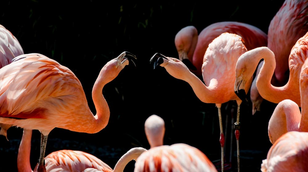 Zwei Chileflamingos beäugen sich im Zoo Zürich
