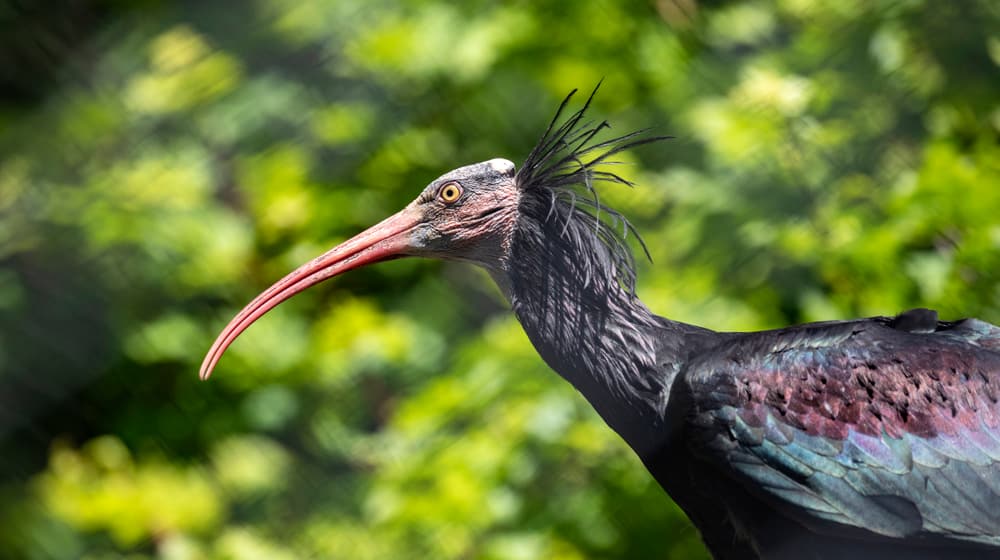 Waldrapp im Zoo Zürich.