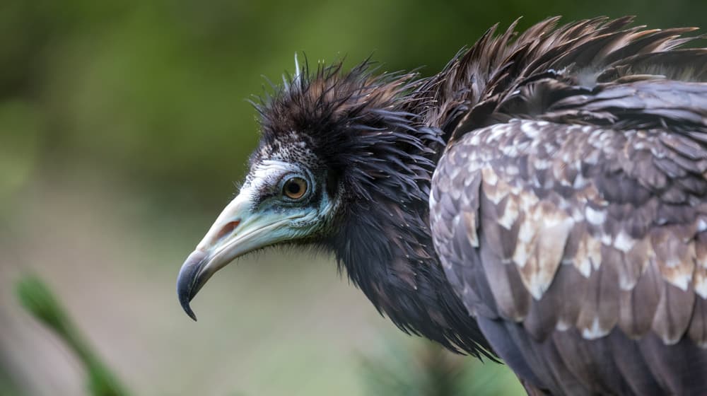 Junger Schmutzgeier im Zoo Zürich.