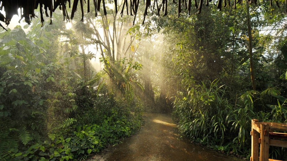 Regen aus der Beregnungsanlage im Masoala Regenwald.