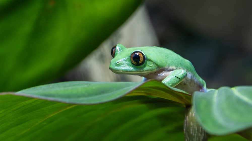 Orangeaugen-Laubfrosch im Zoo Zürich.
