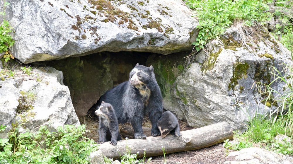 Brillenbären im Zoo Zürich.