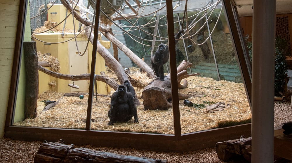 Westliche Flachlandgorillas im Zoo Zürich.