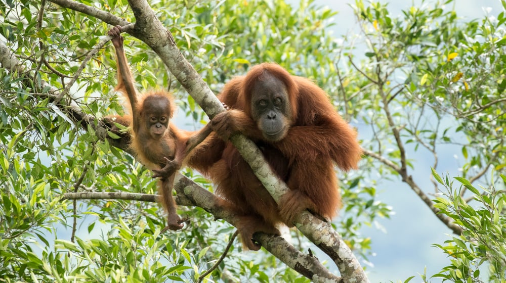 Sumatra-Orang-Utans Marconi und ihr Sohn Masen in Jantho auf Sumatra.