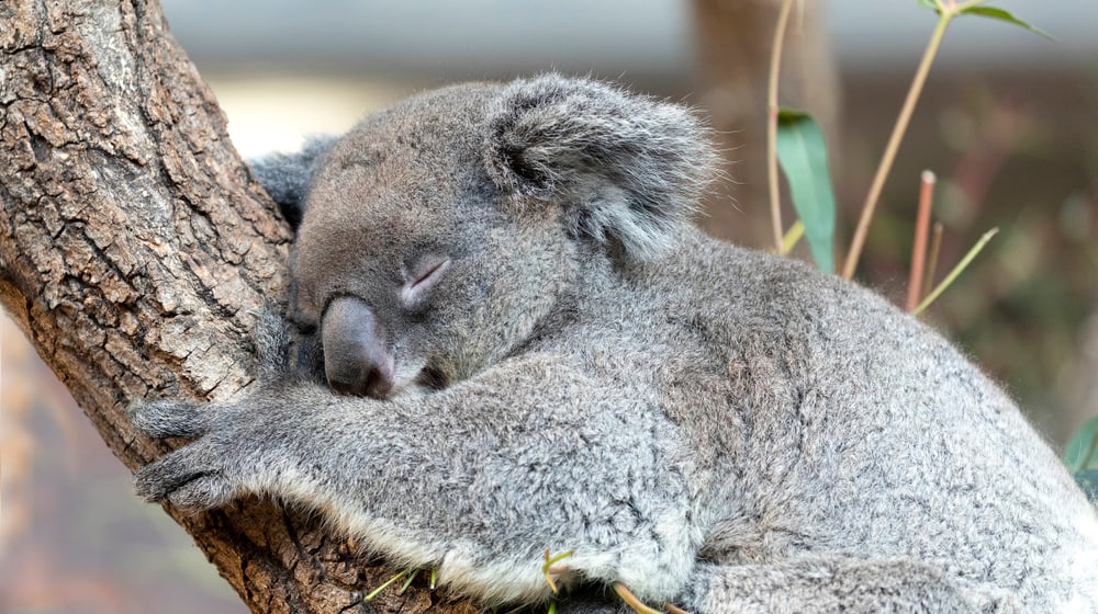 Koala Maisy im Zoo Zürich.