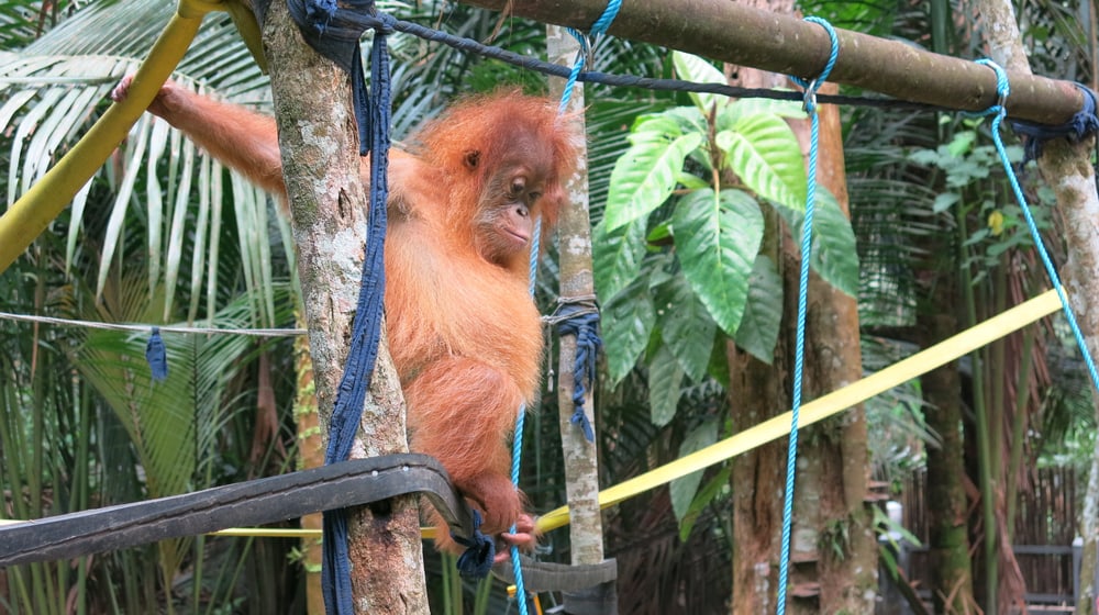 Junger Orang-Utan in Sumatra.