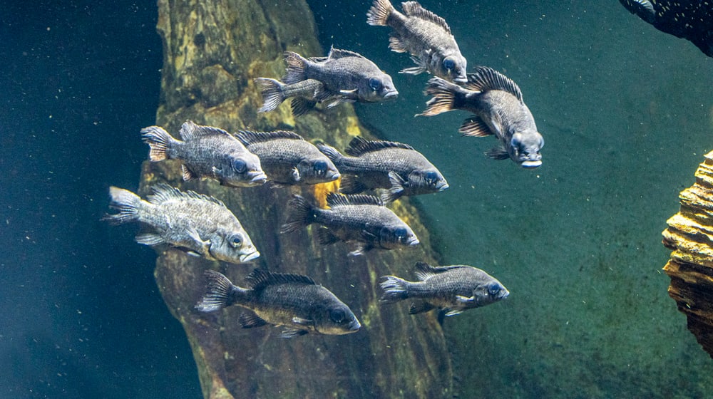 Mangarahara-Buntbarsche im Zoo Zürich.