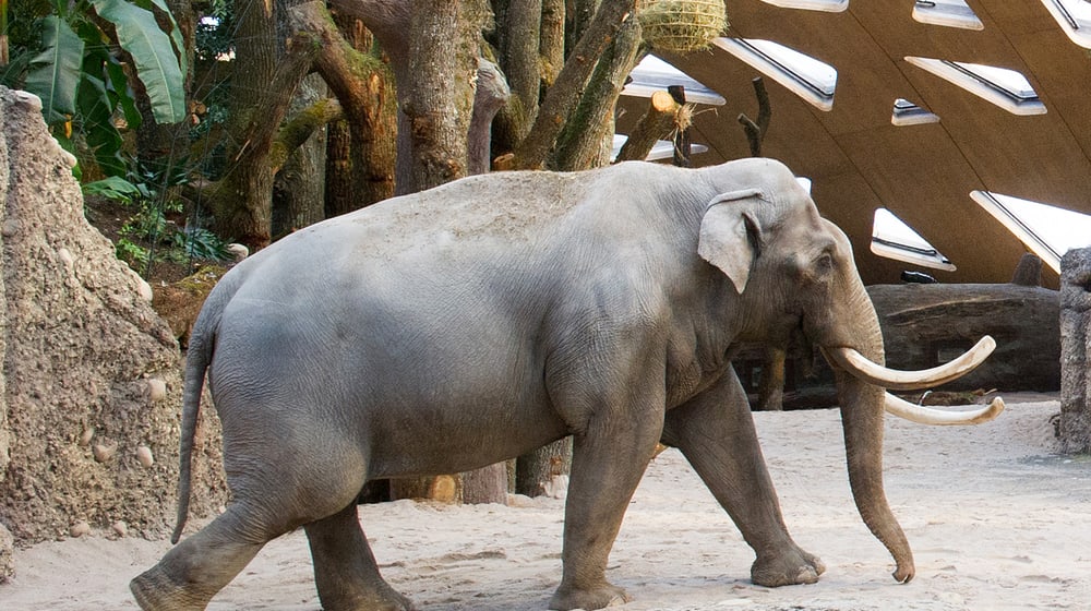 Asiatischer Elefant Maxi im Kaeng Krachan Elefantenpark des Zoo Zürich.